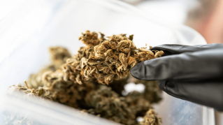 what is pinene effects and benefits of pinene cannabis terpenes