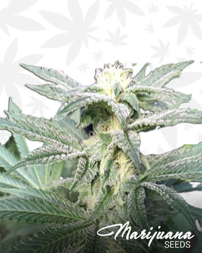 ʻAlenuihāhā Strain