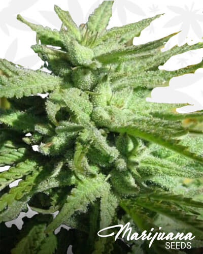 BC Hash Plant