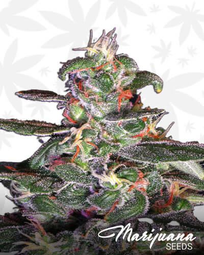 BC Hell Bush