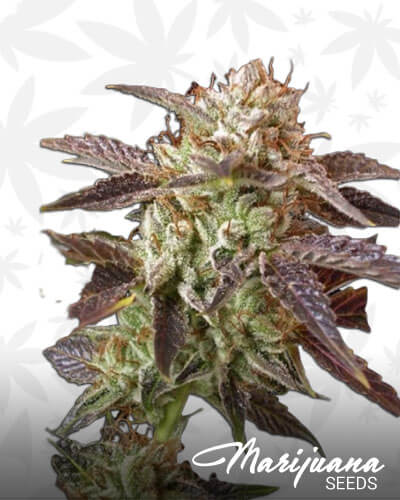 BC Kush