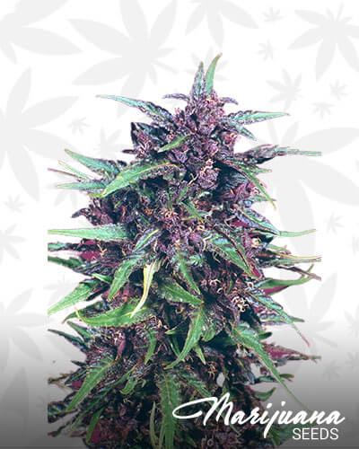 BC Purple Star