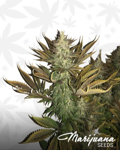 BC Skunk 1 NL