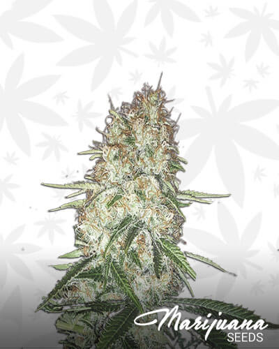 BC Skunk 1