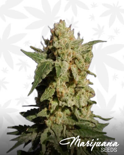 BCN Diesel
