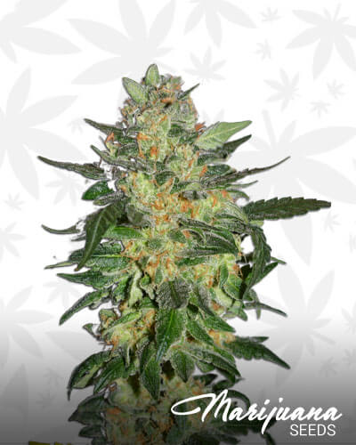 Babylon Glue