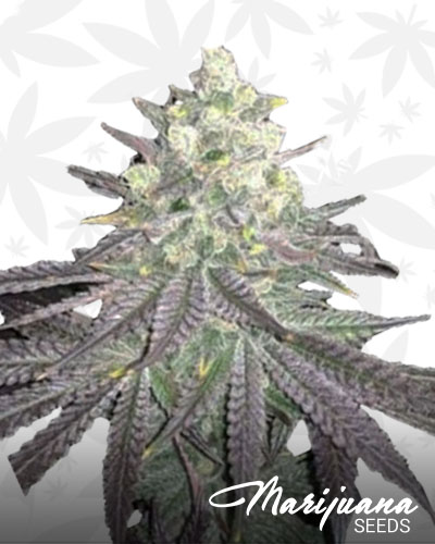 Featured image of post Recipe of Baklava Strain Yield