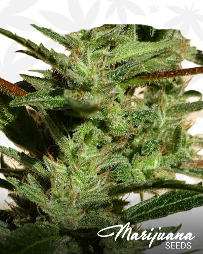 Bam Bam Kush