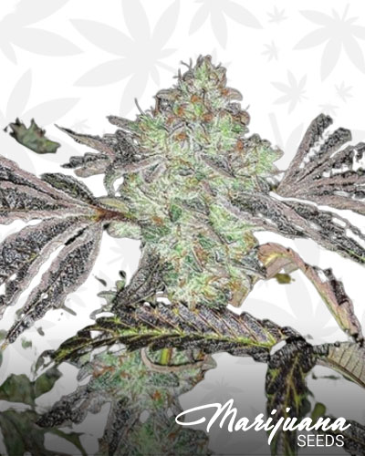 Banana Cake Strain
