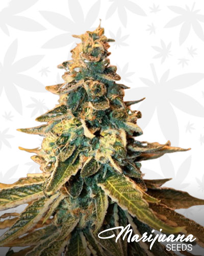 Banana Chem OG Kush