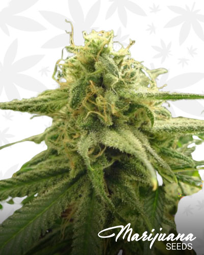 Banana OG