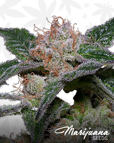 Banana Punch