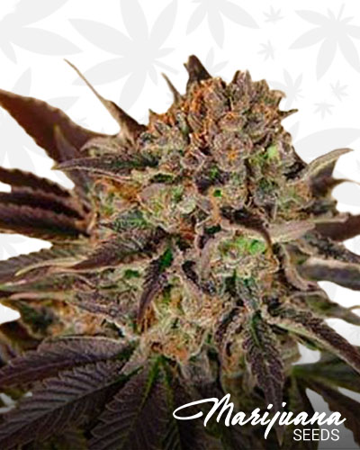 Banana Sherbet