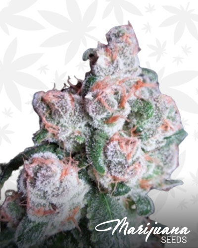Banner Green Hulk