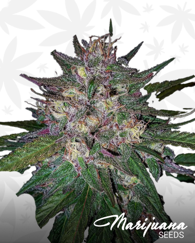 Bay Berry