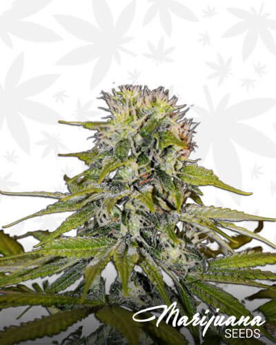 Berry OG Kush
