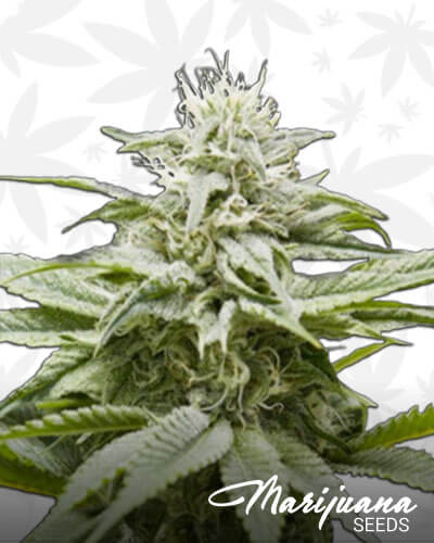 Big Island Skunk