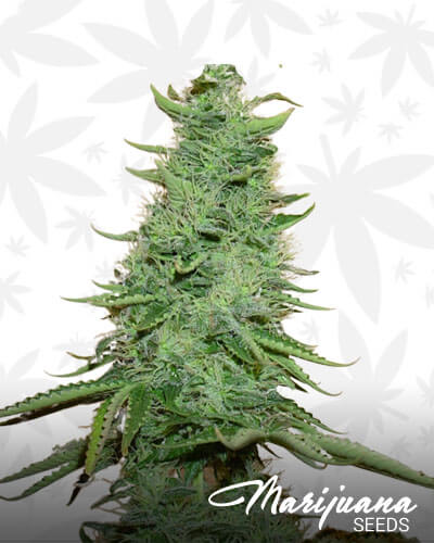 Big Skunk x Stardawg