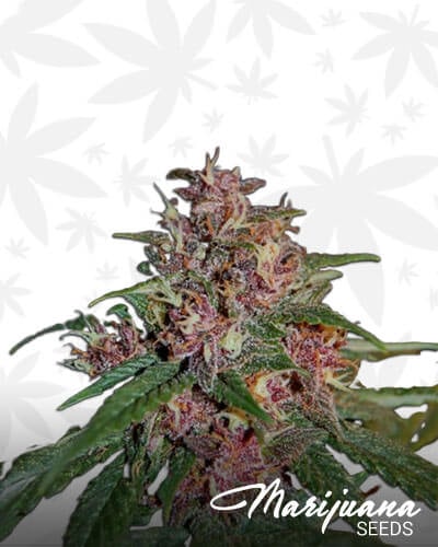 Bisho Purple
