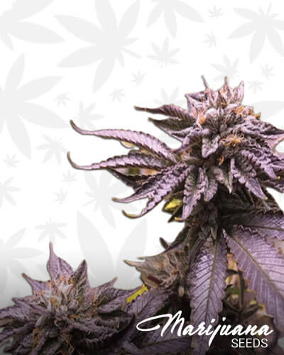 Black Amnesia Haze