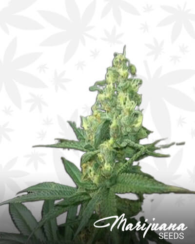 Black Cherry Chem