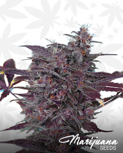 Black Cream Auto