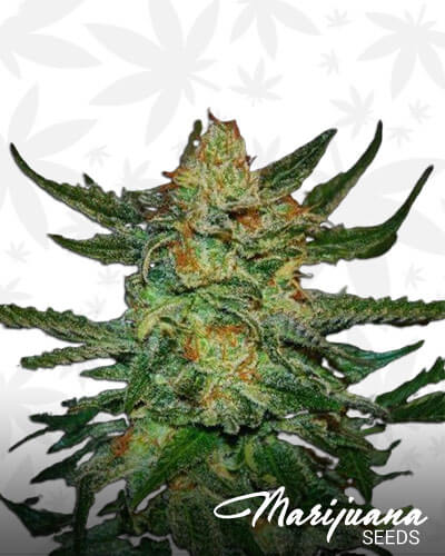 Black Destroyer