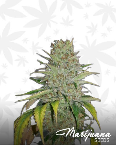 Black Domina x Bubble Gum