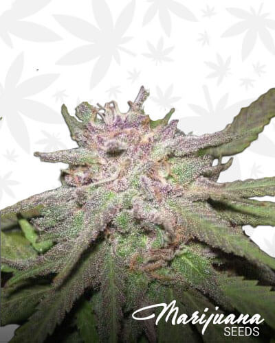 Black Gorilla Grape