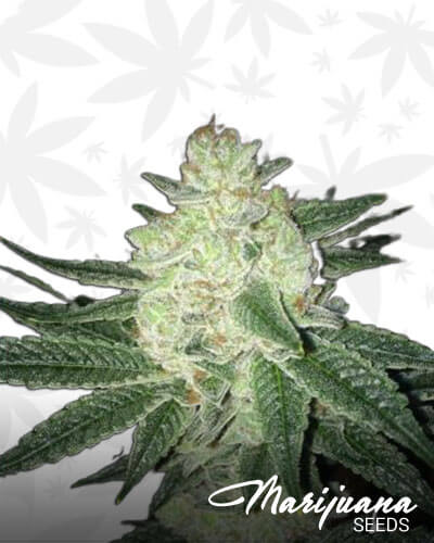 Black Gorilla
