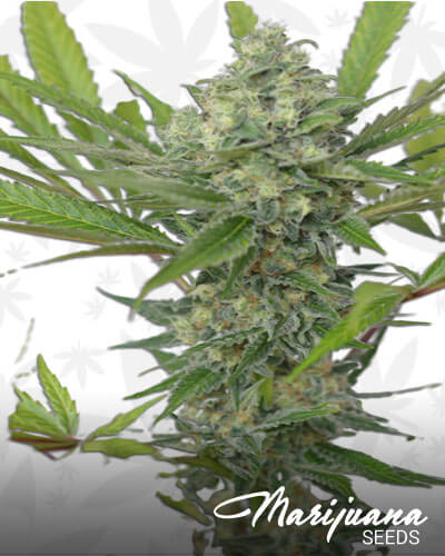 Black Mango Strain