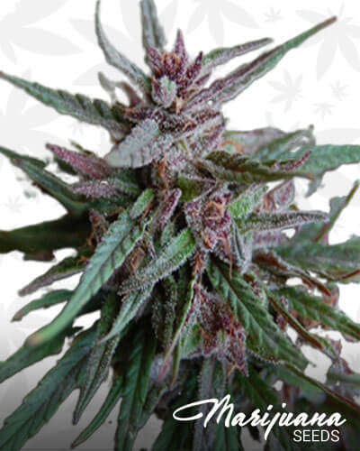 Black Maui