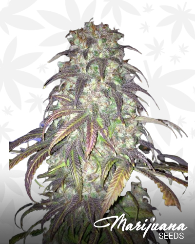Black Sugar Berry