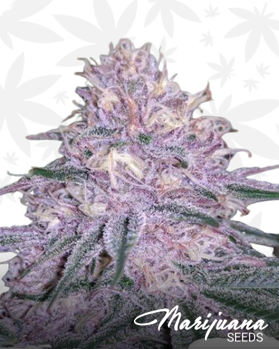 BlackCherry Punch