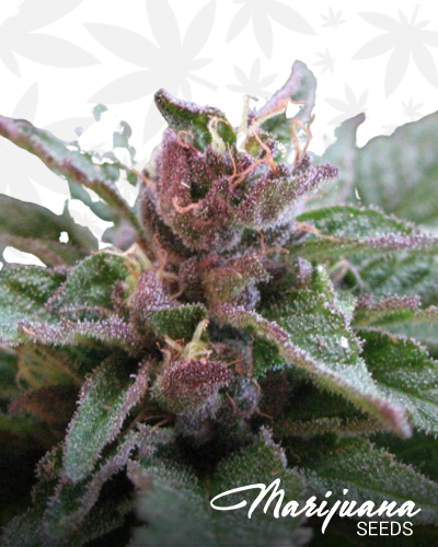 BlackGrape 2
