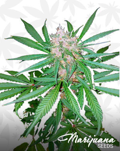 Blackberry Crack 1