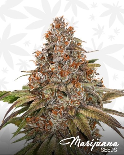 Blackberry Gum