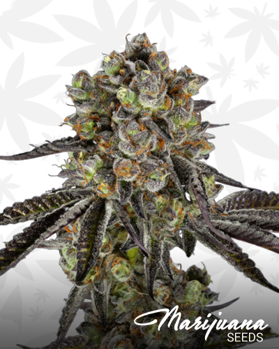 Blackberry Jack