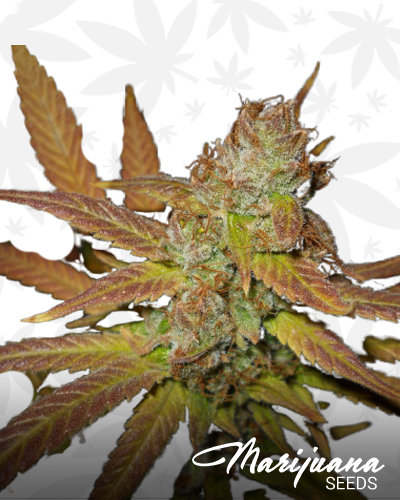 Blackberry Spacewreck