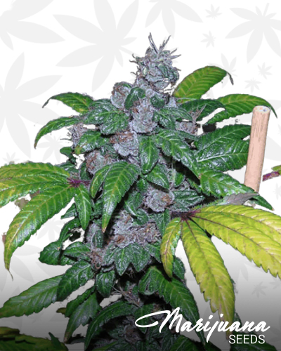 Blackberry Widow