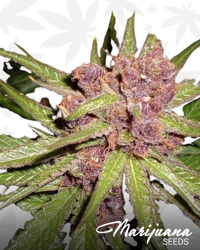 Blackcherry Dojo