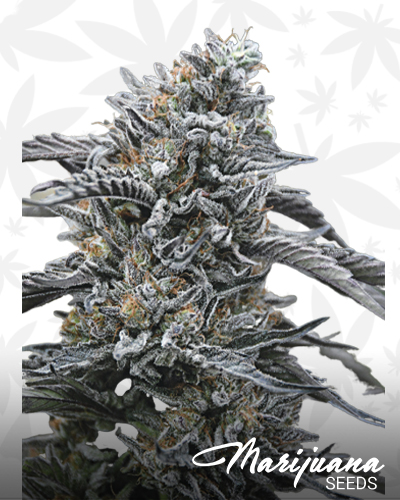 Blackdog OG