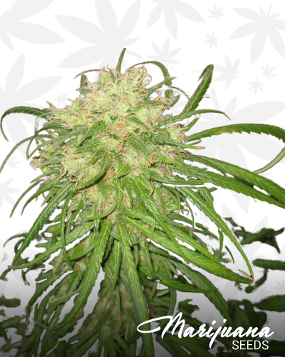 Blackout Kush