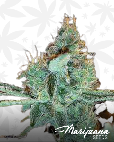 Blanco Berry Kush