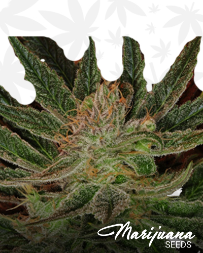 Blazing Dragon