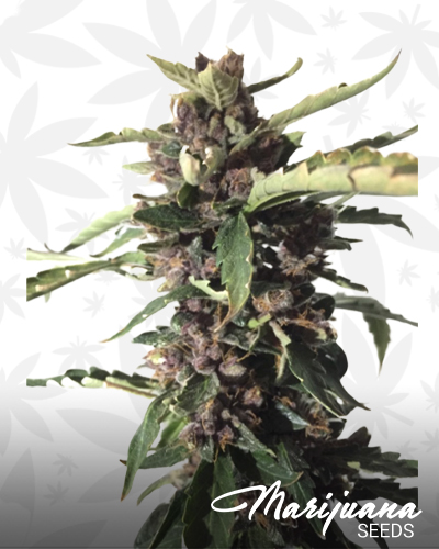 Blazing Pantera