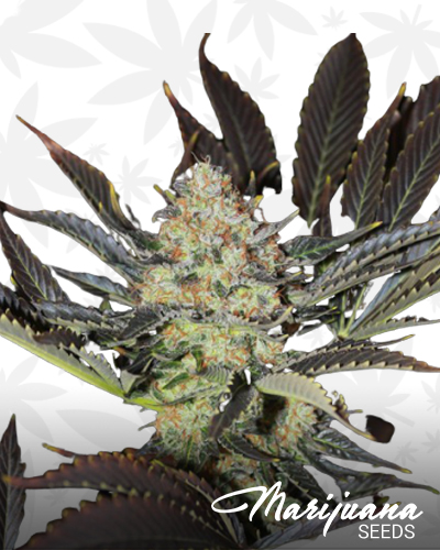 Bling Bling Haze