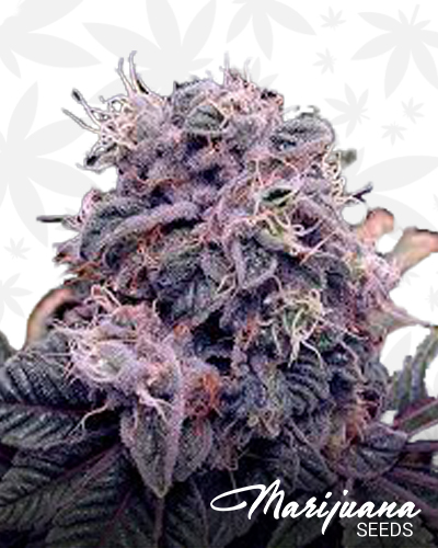 Blue Berry Automatic