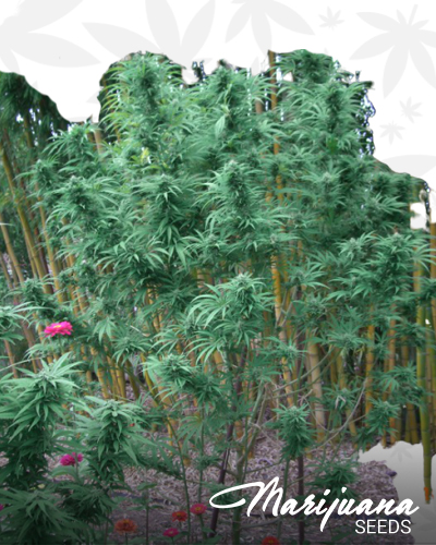 blue blast strain