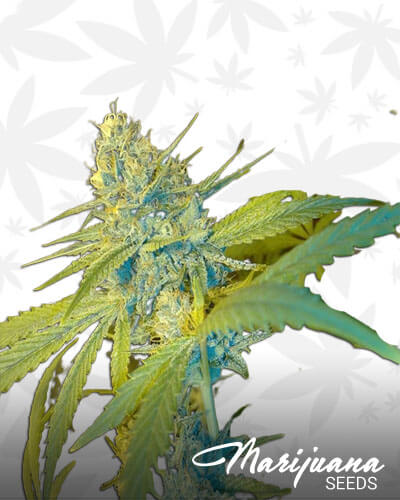 Blue Cheese X Cali Orange Bud